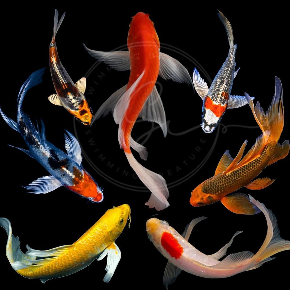 Aquarium Fish In Pond - Lebende Koi-Fische in verschiedenen Farben für