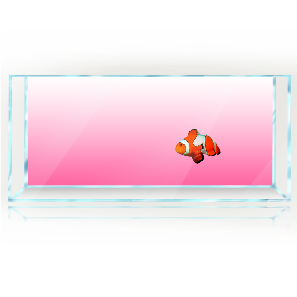 Aquarium Hintergrund Weiß Gelb – Aquarium Fish Yellow And Black Bewertung und Preis