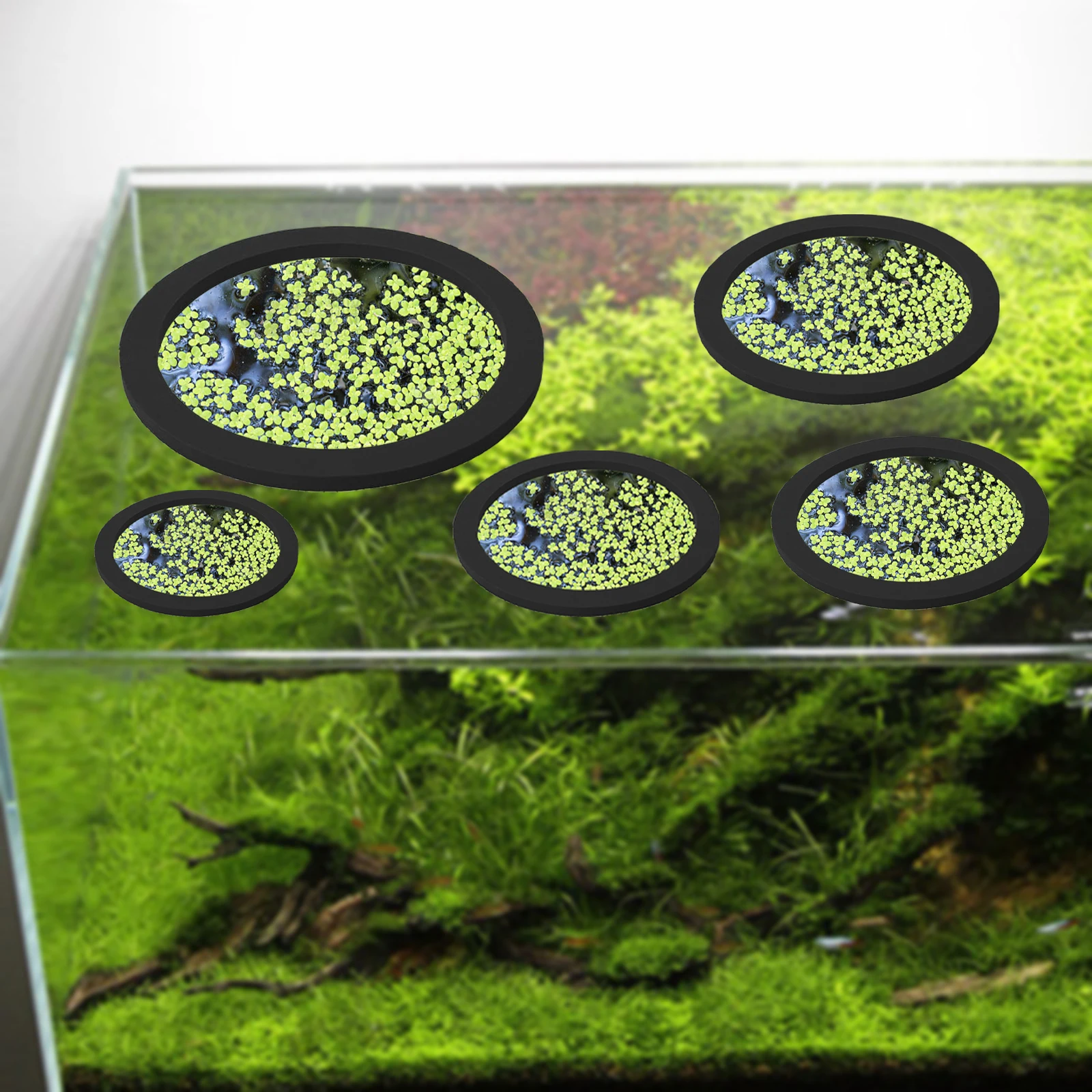 5Pcs EVA Fisch Fütterung Ring  – Aquarium Fish In Pond Bewertung und Preis