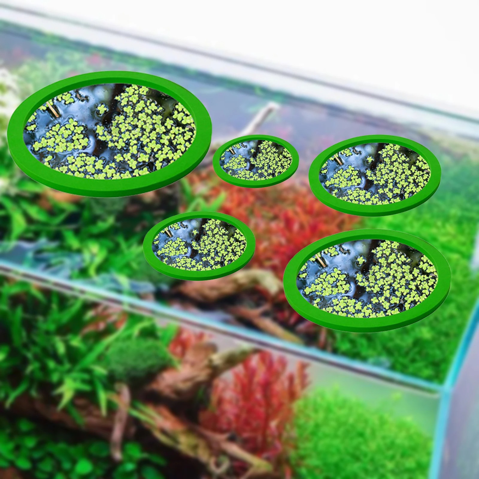 5Pcs EVA Fisch Fütterung Ring  – Aquarium Fish In Pond Bewertung und Preis