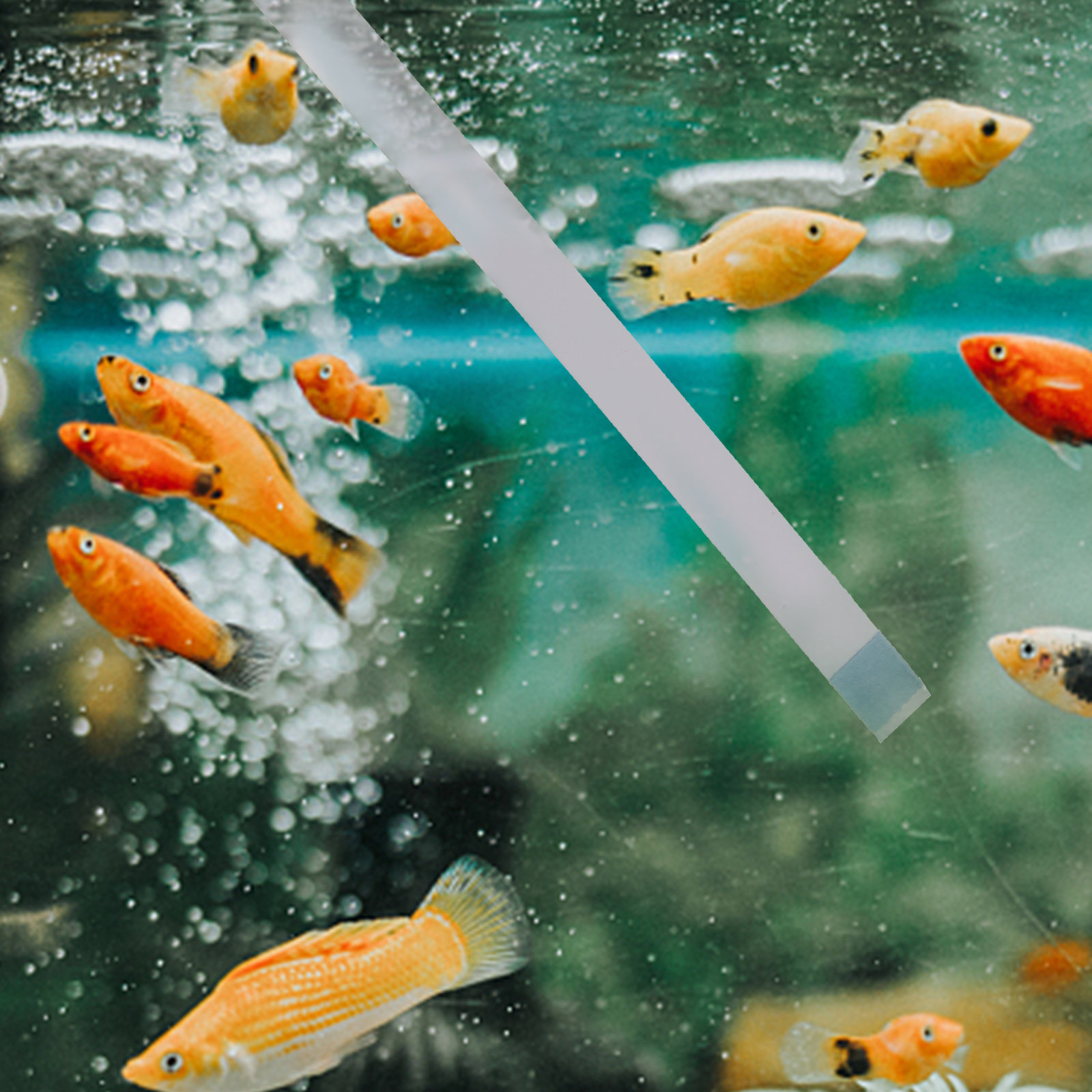 Schwimmbad-Teststreifen, Whirl – Aquarium Fish In Pond Bewertung und Preis